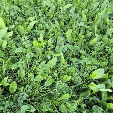 BioScapes® Biodiverse Turf - 1m² Rolls x 100
