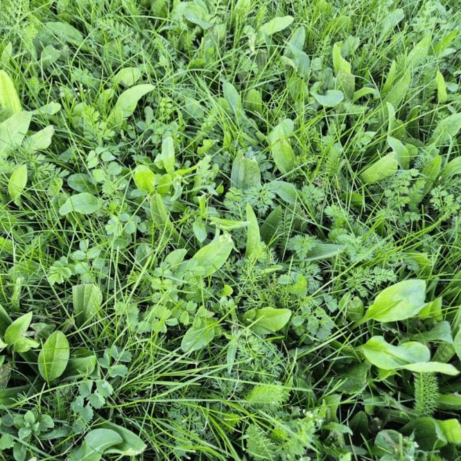 Rolawn BioScapes® Biodiverse Turf - 1m² Rolls x 90