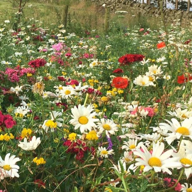 Rolawn Native-Enriched Wildflower Turf - 1m² Roll - Choose Your Amount