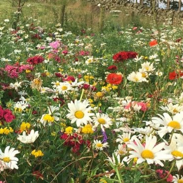 Native-Enriched Wildflower Turf - 1m² Rolls x 100