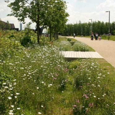 SuDS Wildflower Turf - 1m² Rolls x 80